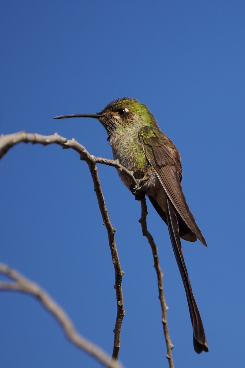 Red-tailed Comet - ML611315946