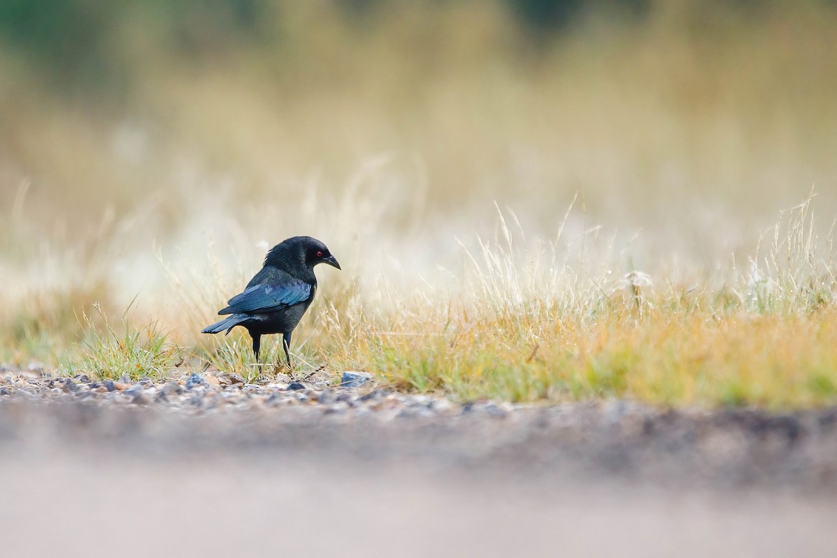 Bronzed Cowbird - ML611316047