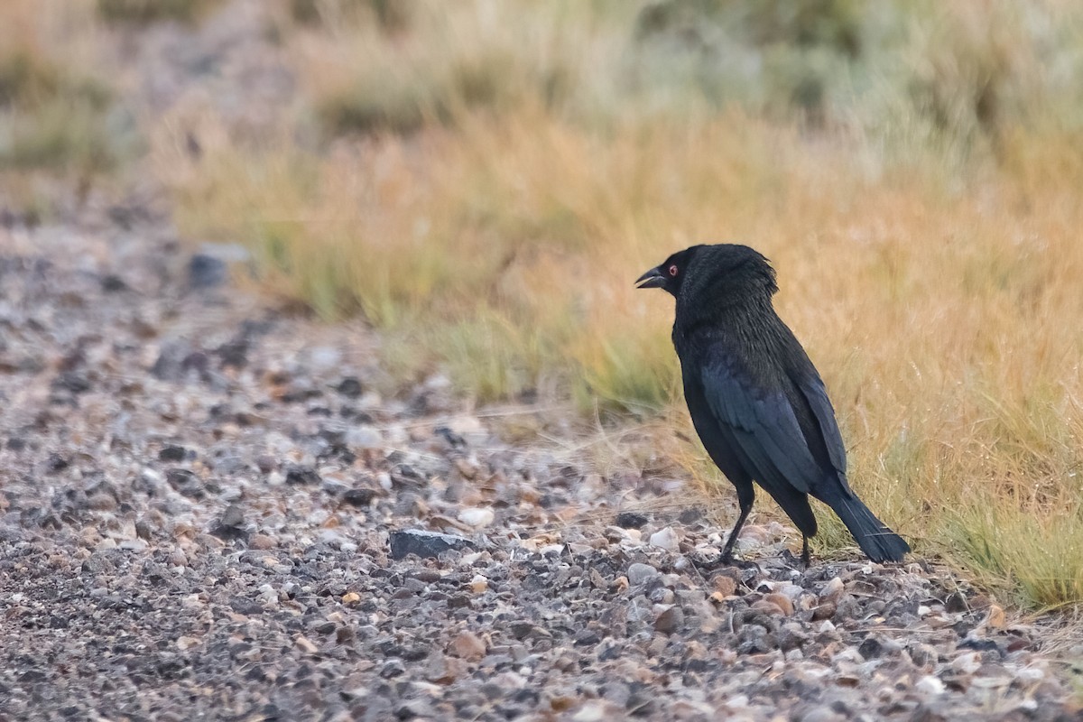 Bronzed Cowbird - ML611316049