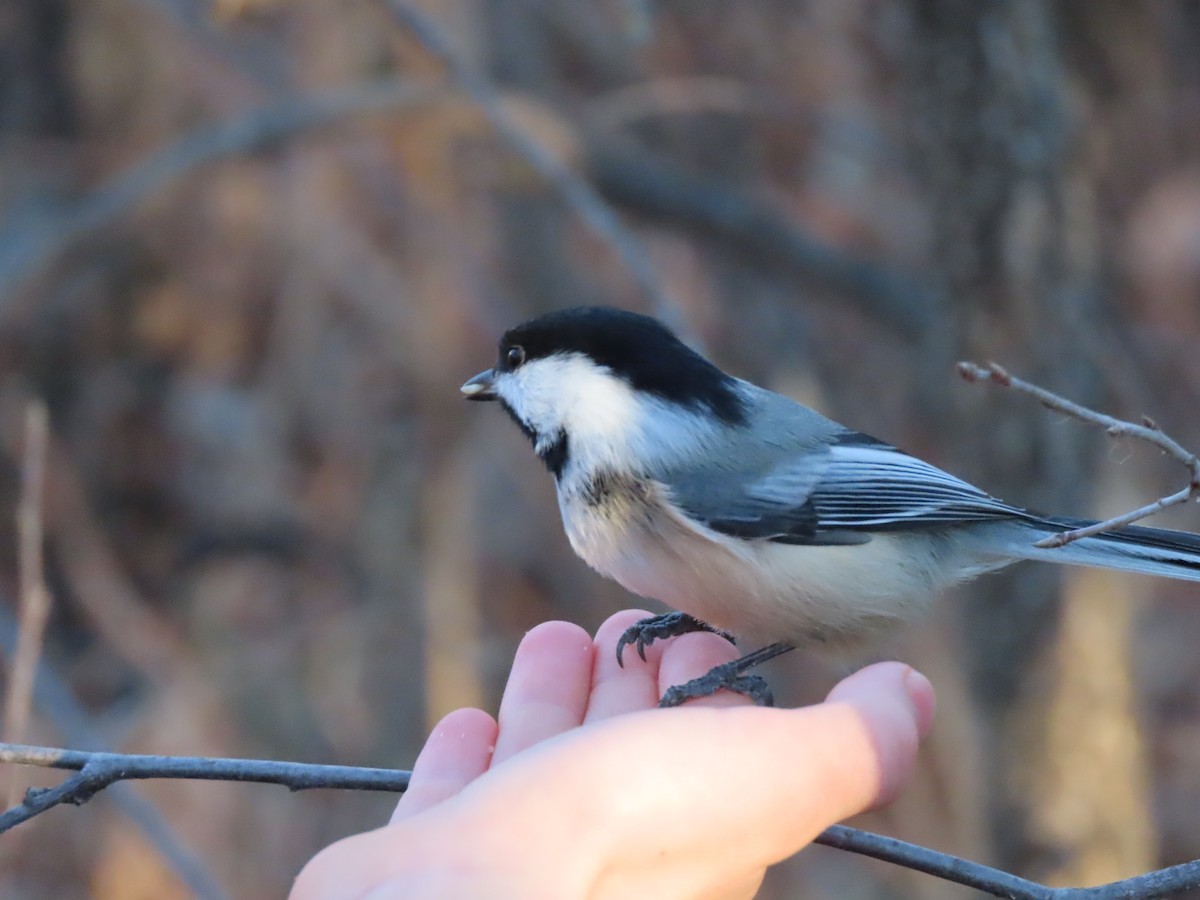 Black-capped Chickadee - ML611316074