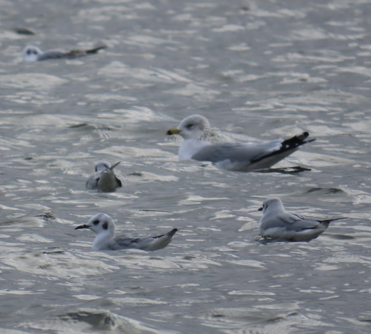 Bonaparte's Gull - Tim Ryan