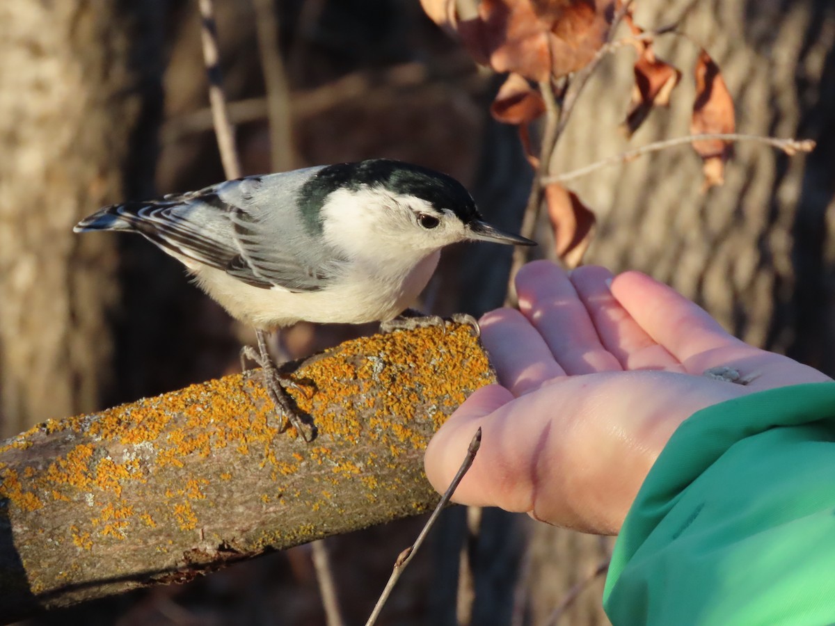 White-breasted Nuthatch - ML611316093