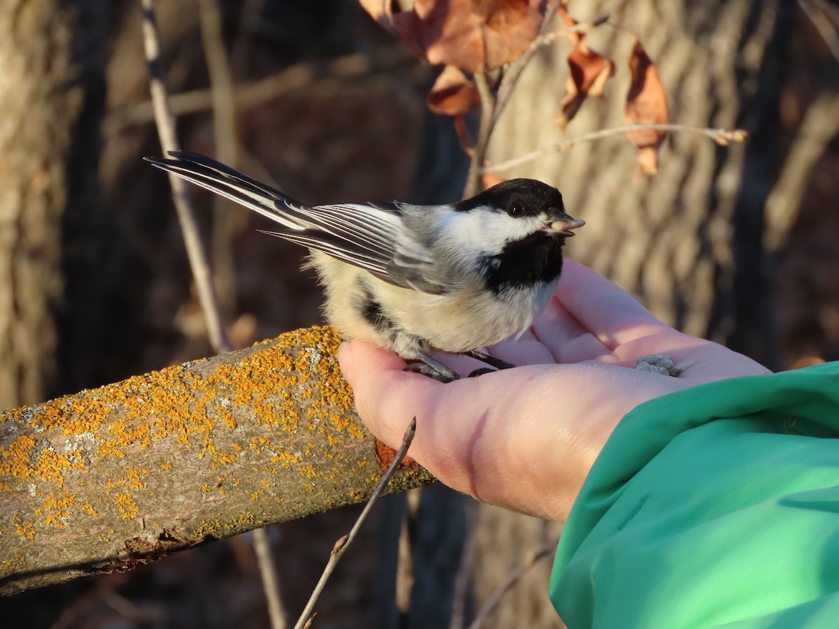 Black-capped Chickadee - Kerry Hjertaas