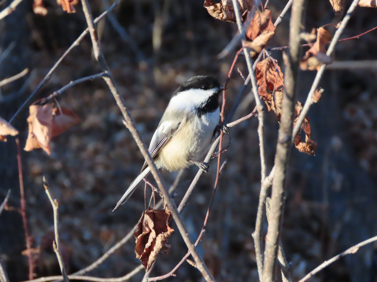 Black-capped Chickadee - ML611316106