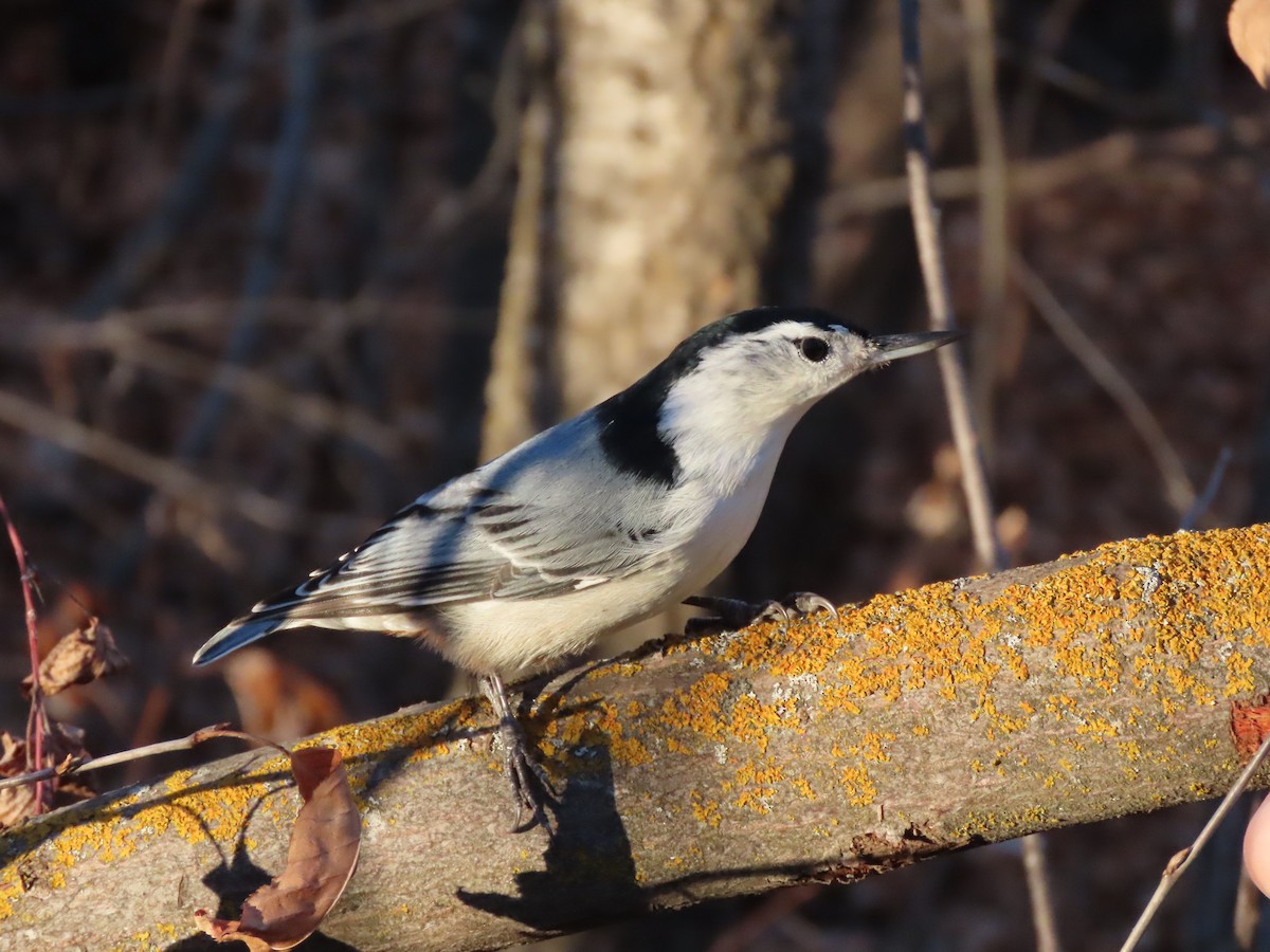 White-breasted Nuthatch - Kerry Hjertaas