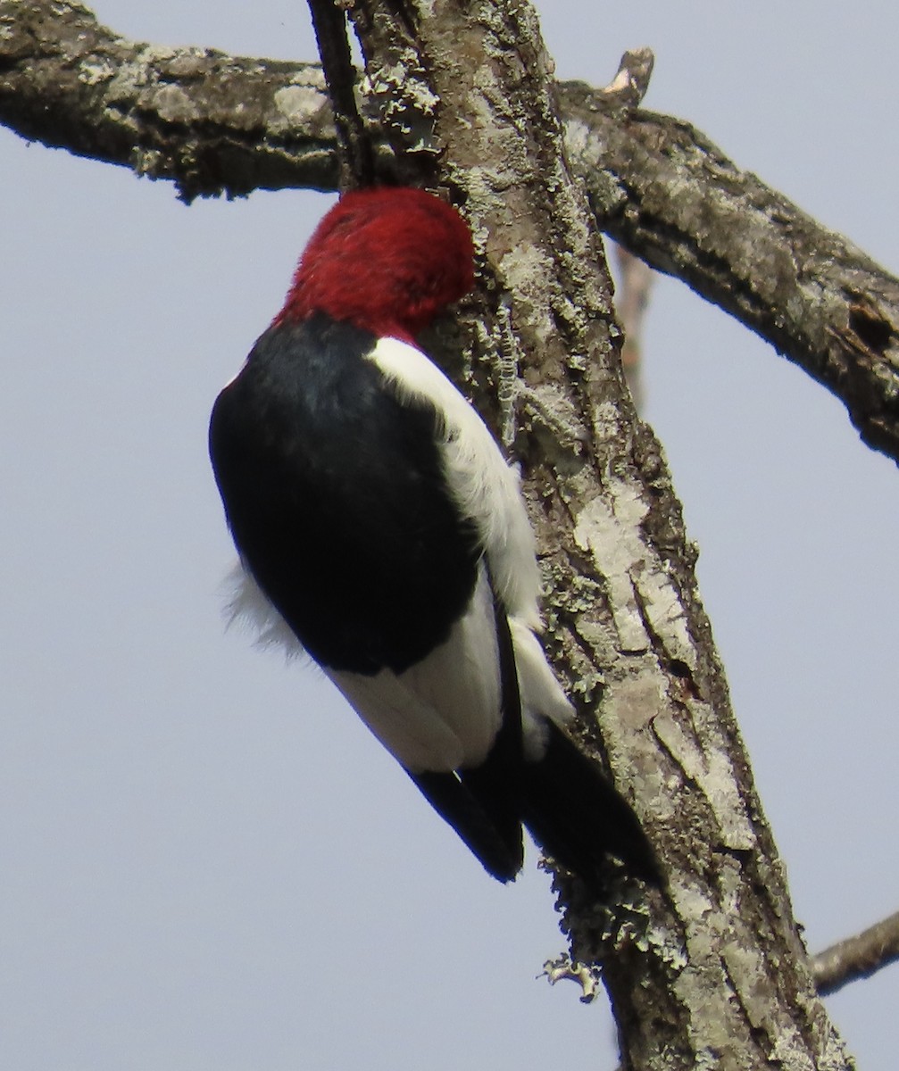 Pic à tête rouge - ML611316138