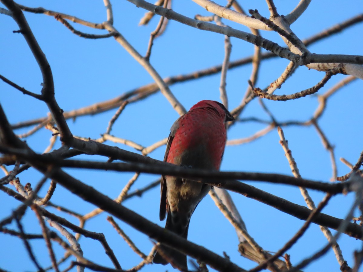 Pine Grosbeak - ML611316140