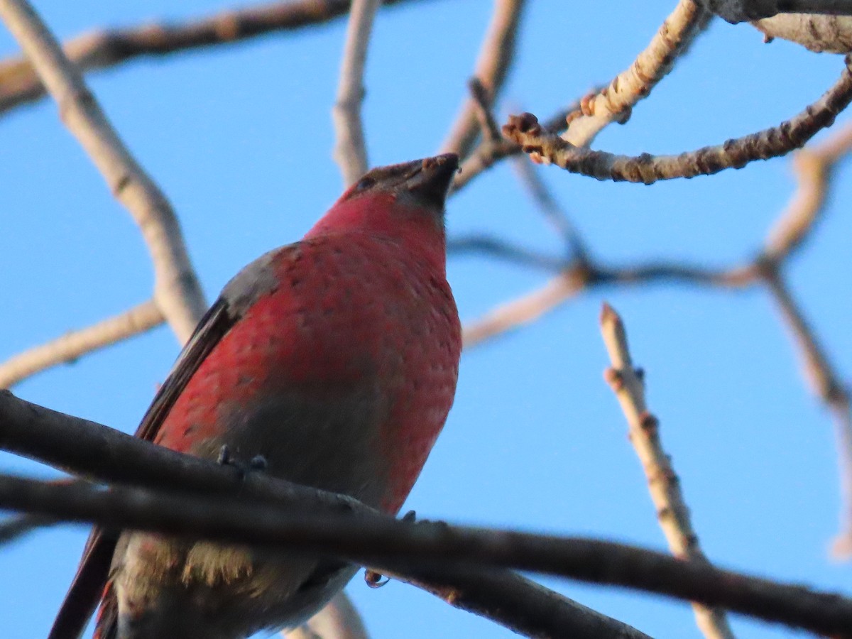 Pine Grosbeak - ML611316143