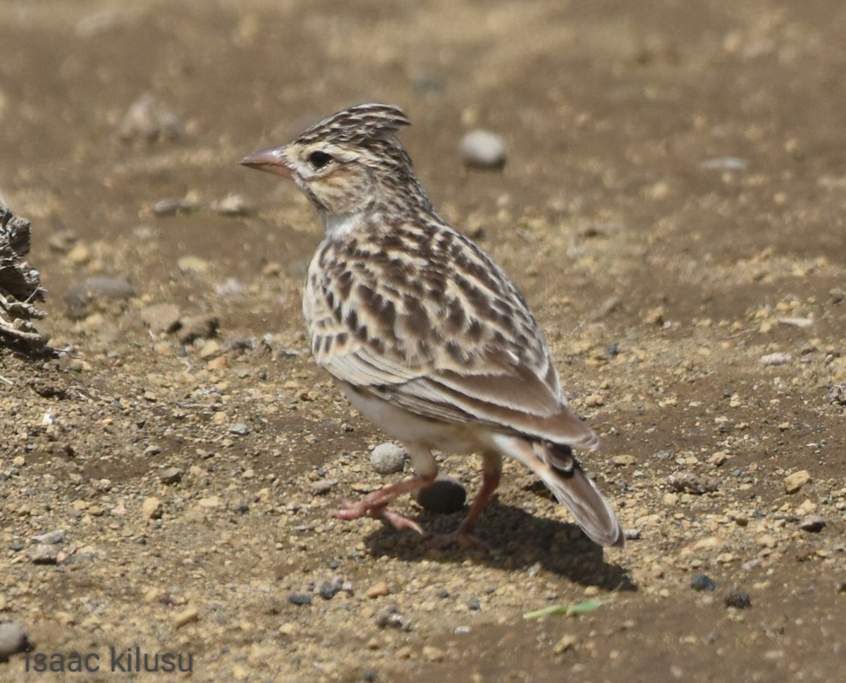 Somali Short-toed Lark (Athi) - isaac kilusu