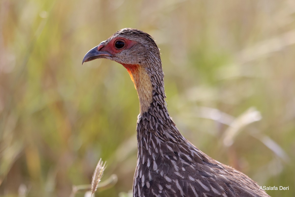 Yellow-necked Spurfowl - ML611316293