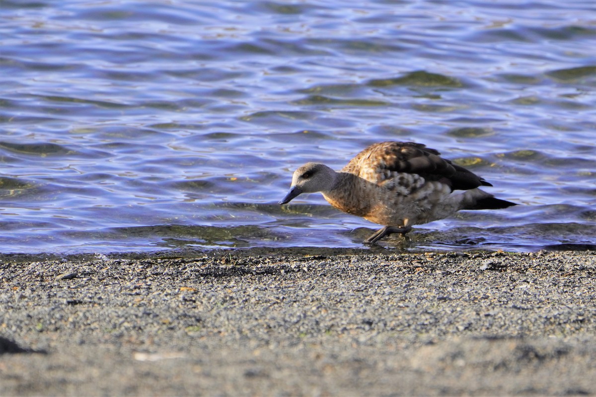 Canard huppé - ML611316309