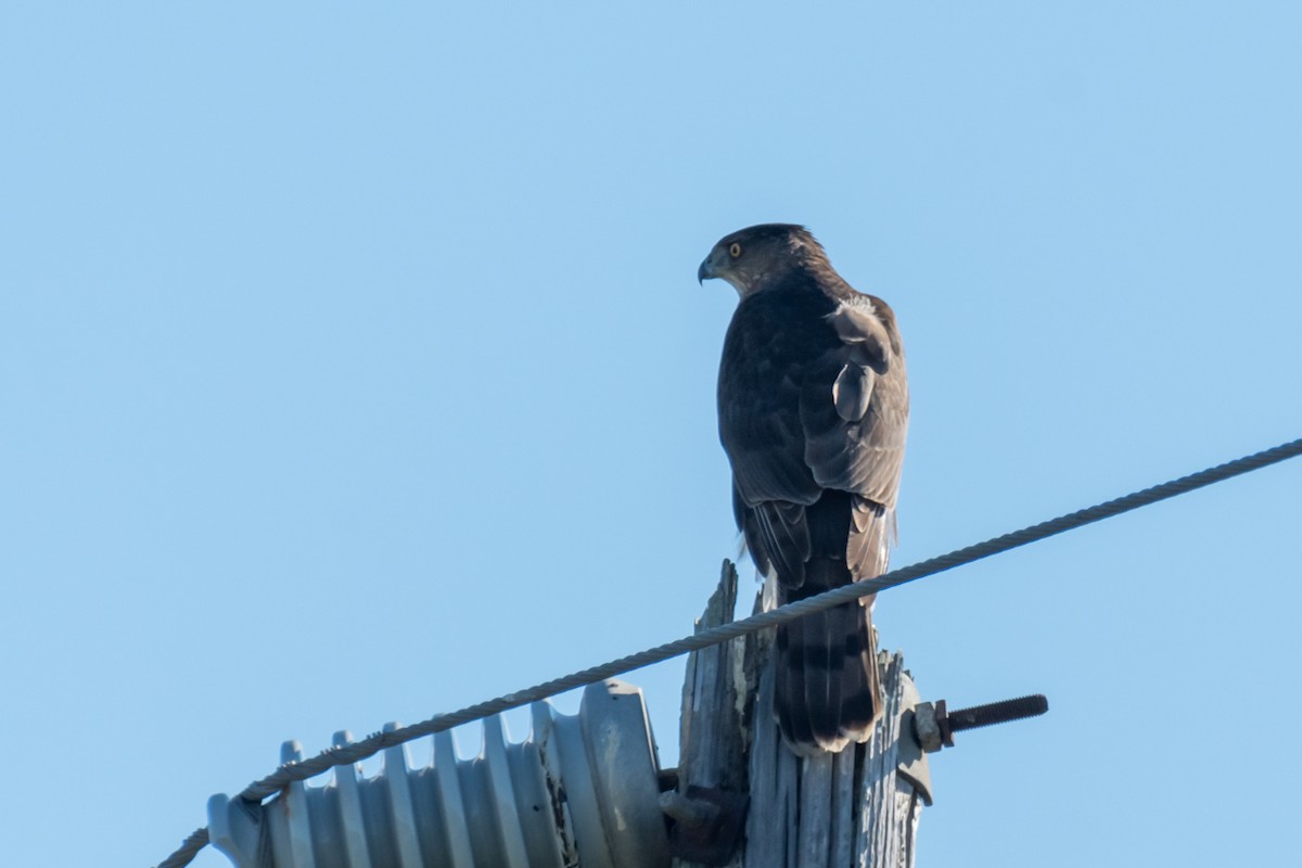 Cooper's Hawk - ML611316315