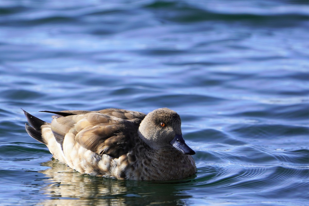 Canard huppé - ML611316345