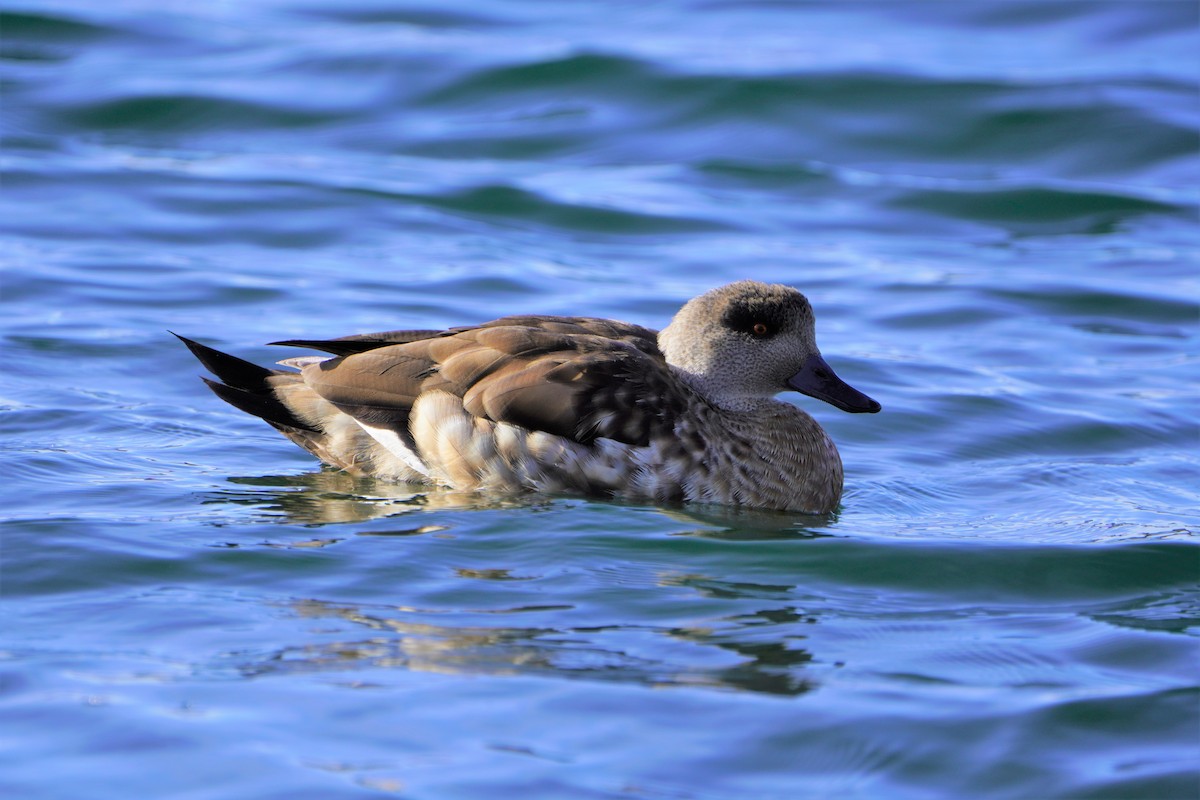 Crested Duck - ML611316363