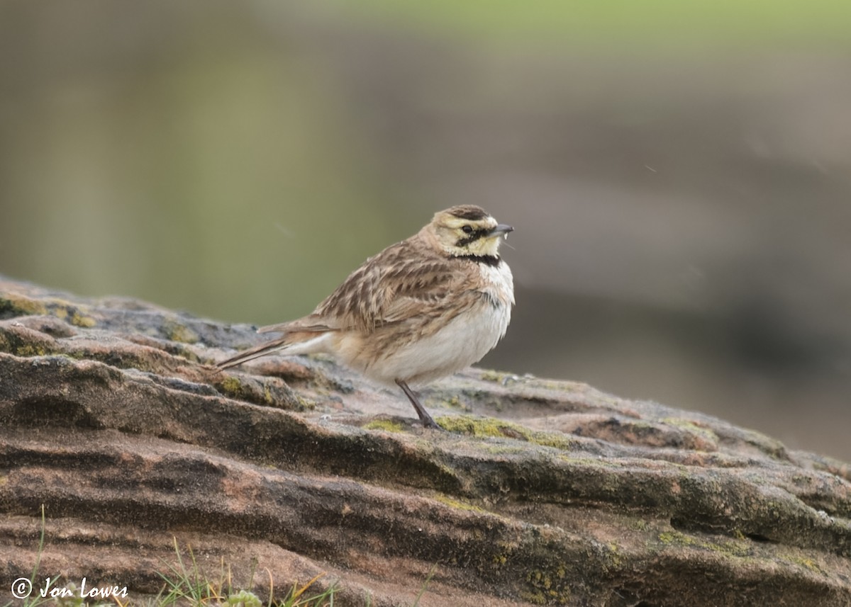 Horned Lark (Shore) - ML611316440