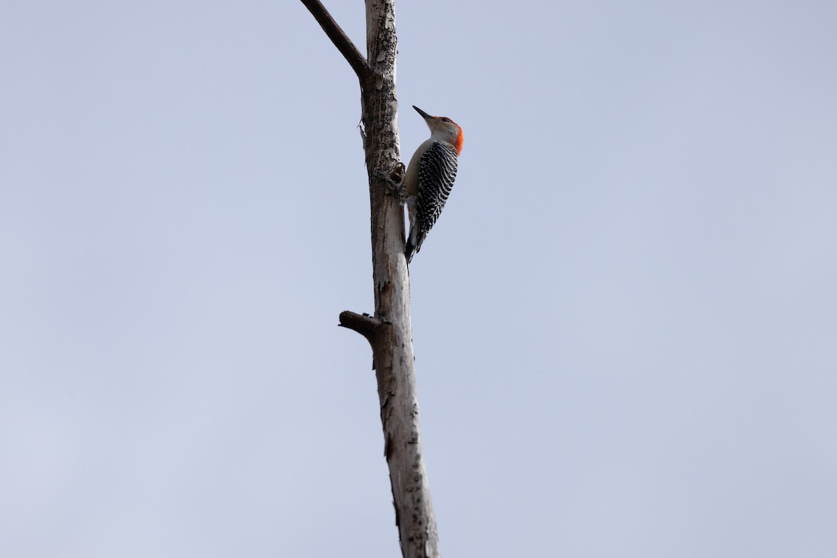 Red-bellied Woodpecker - ML611316500