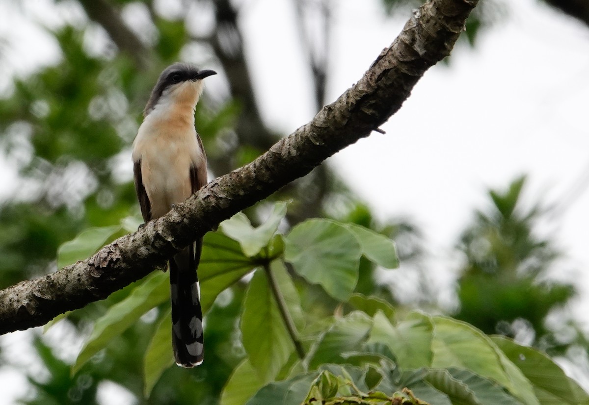 Dark-billed Cuckoo - ML611316510