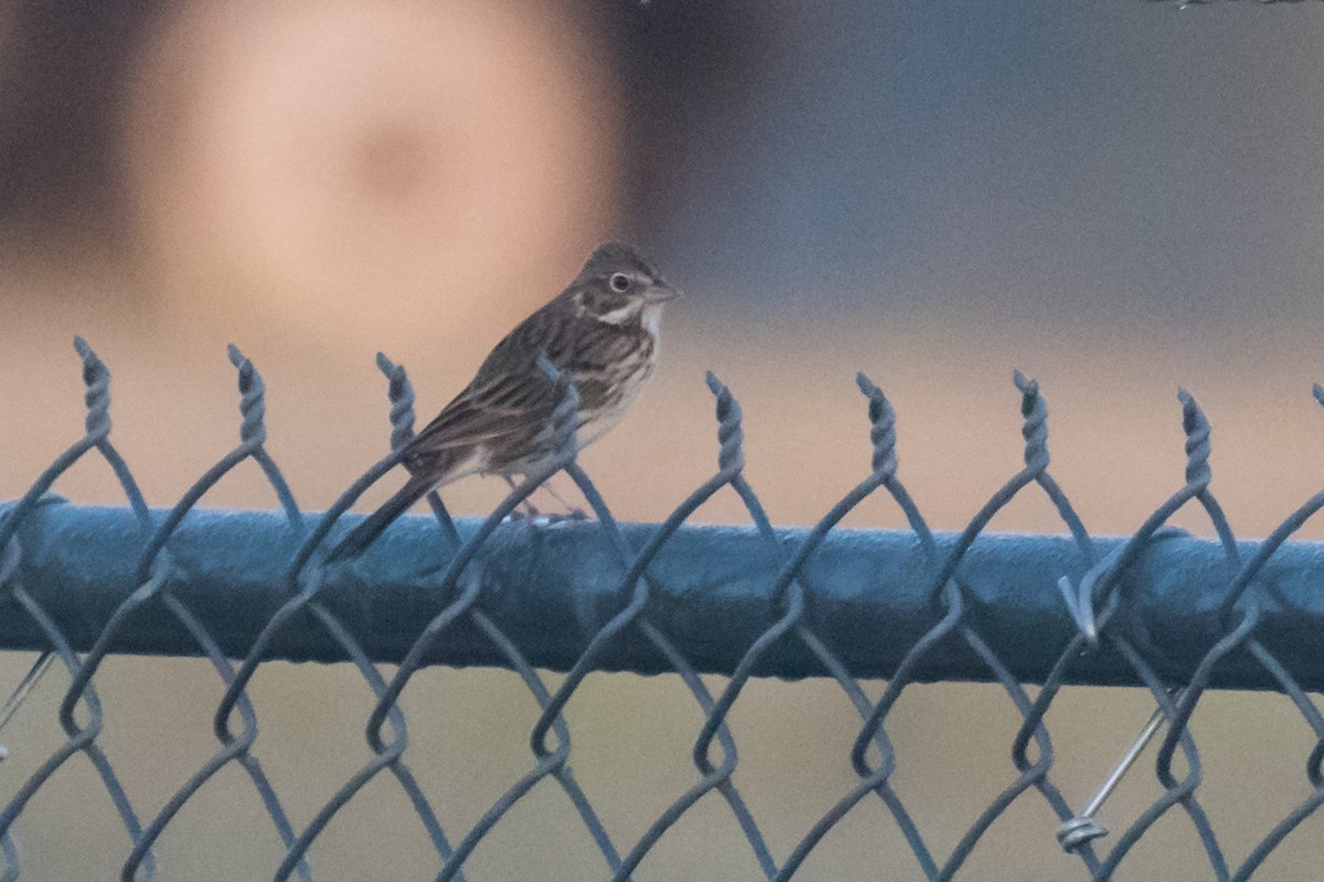 Vesper Sparrow - ML611316512