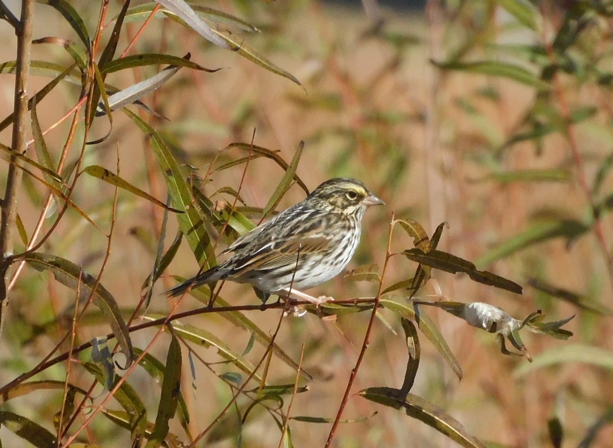 Savannah Sparrow - ML611316652