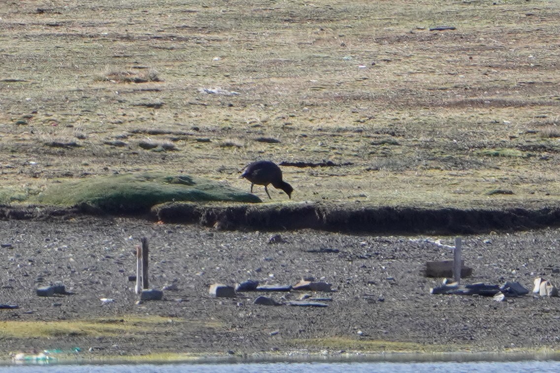 Giant Coot - Jack Tordoff