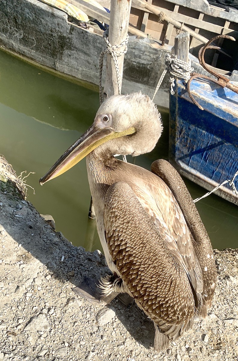 Great White Pelican - ML611316714