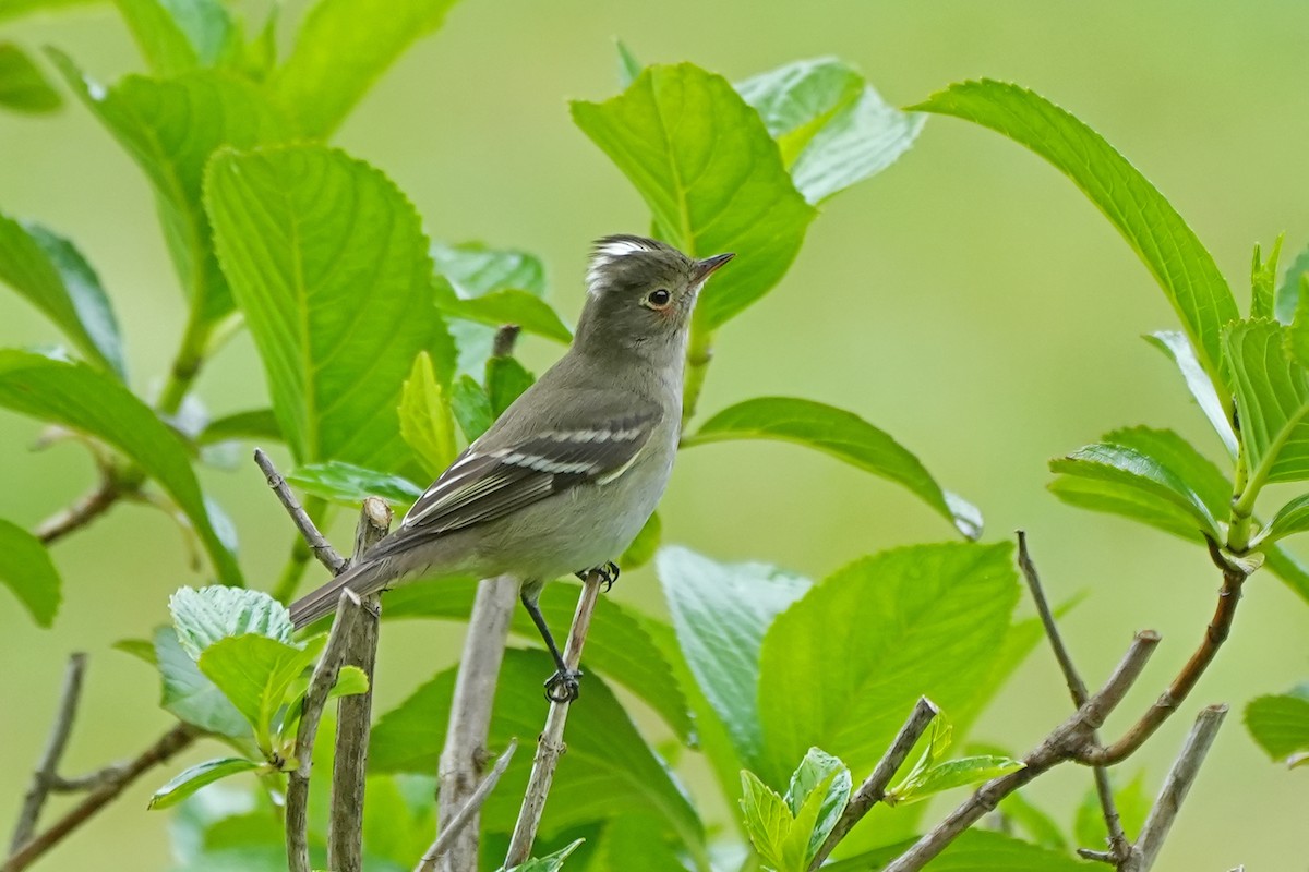 White-crested Elaenia - Nancy Elliot