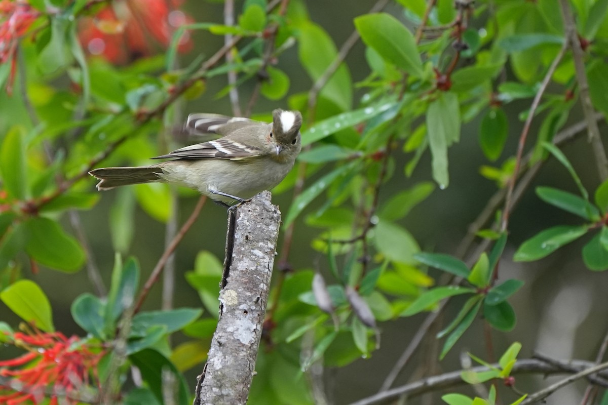 White-crested Elaenia - ML611316783