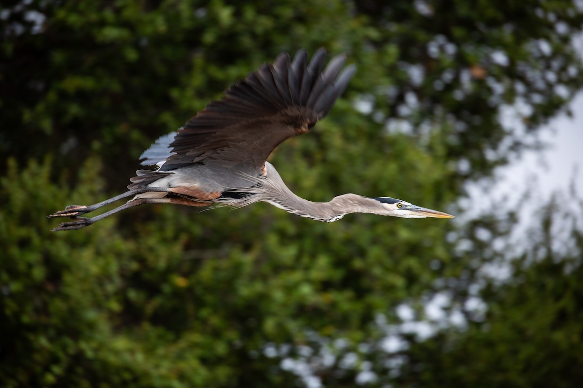 Great Blue Heron - ML611316788