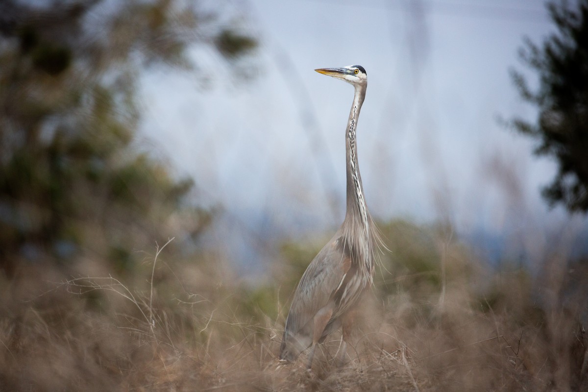 Great Blue Heron - Dalton Beeler