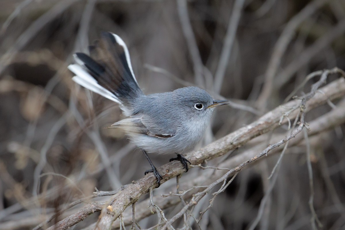 Blue-gray Gnatcatcher - ML611316798