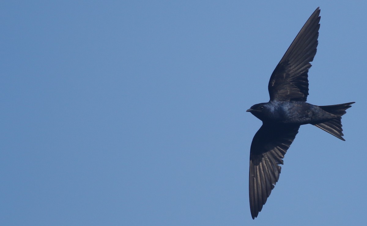 Purple Martin - Andrew Dreelin