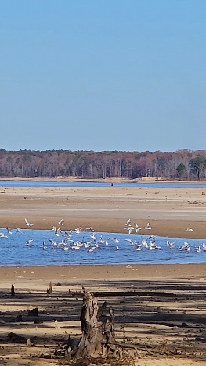 Bonaparte's Gull - ML611316817