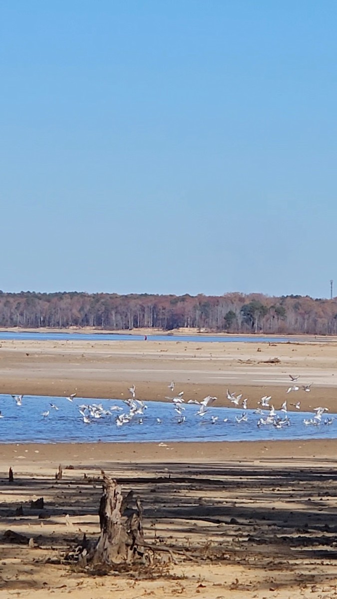 Mouette de Bonaparte - ML611316819