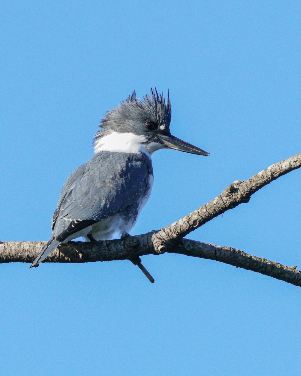 Belted Kingfisher - ML611316840