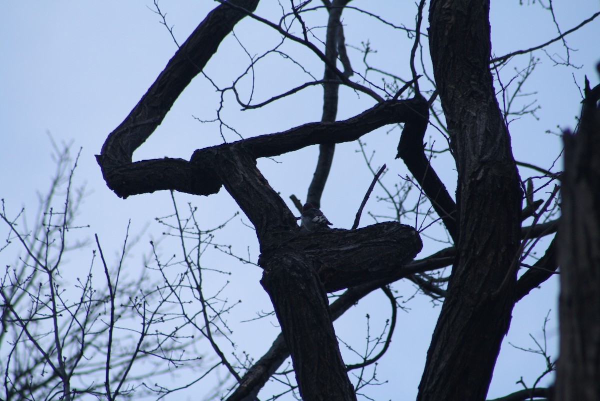 Red-headed Woodpecker - ML611316863