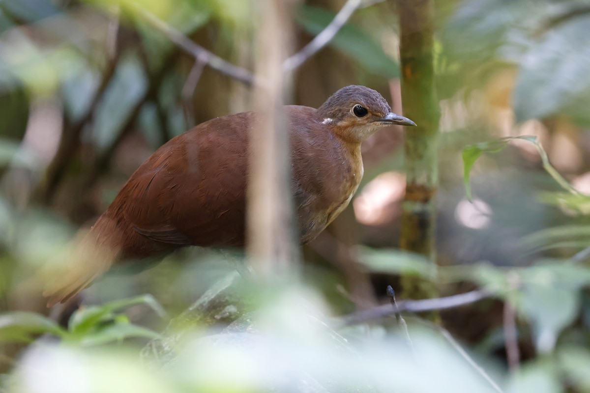 Brown Mesite - ML611316886