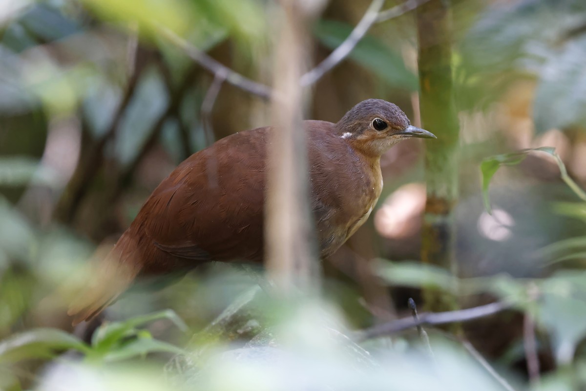 Brown Mesite - Daniel Branch