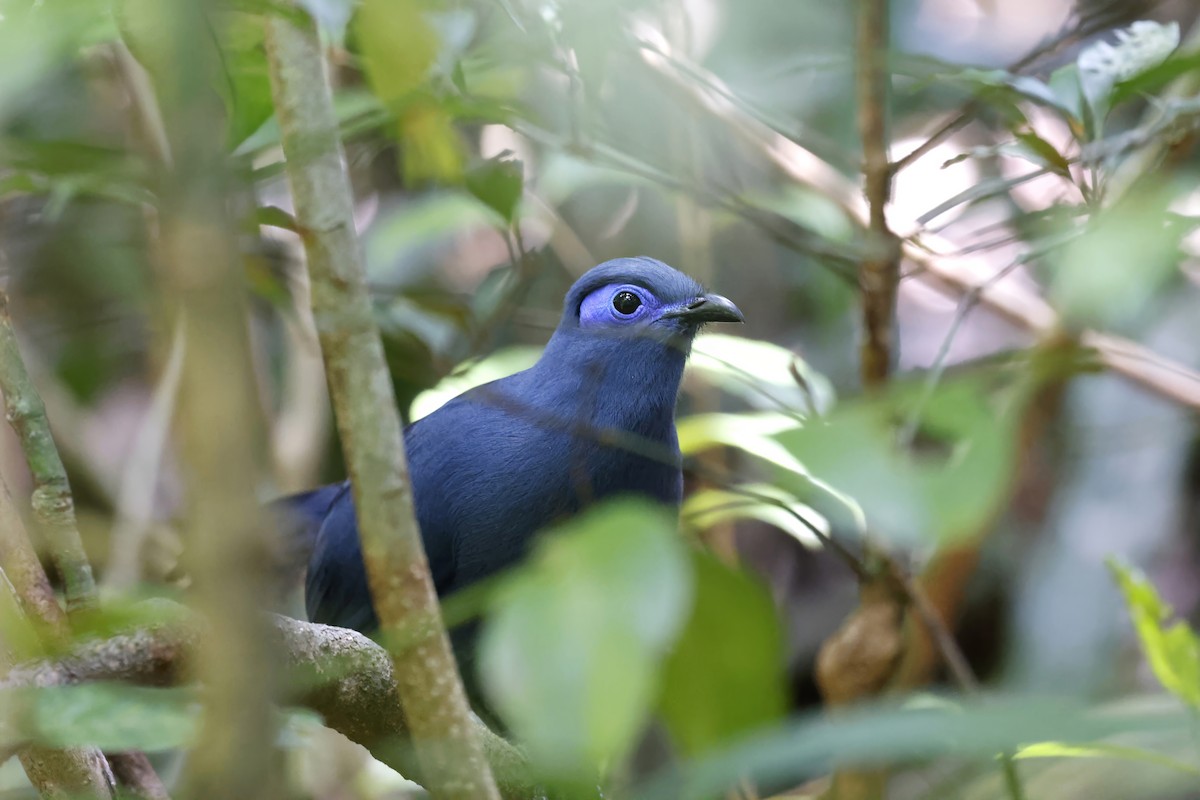 Blauseidenkuckuck - ML611316898