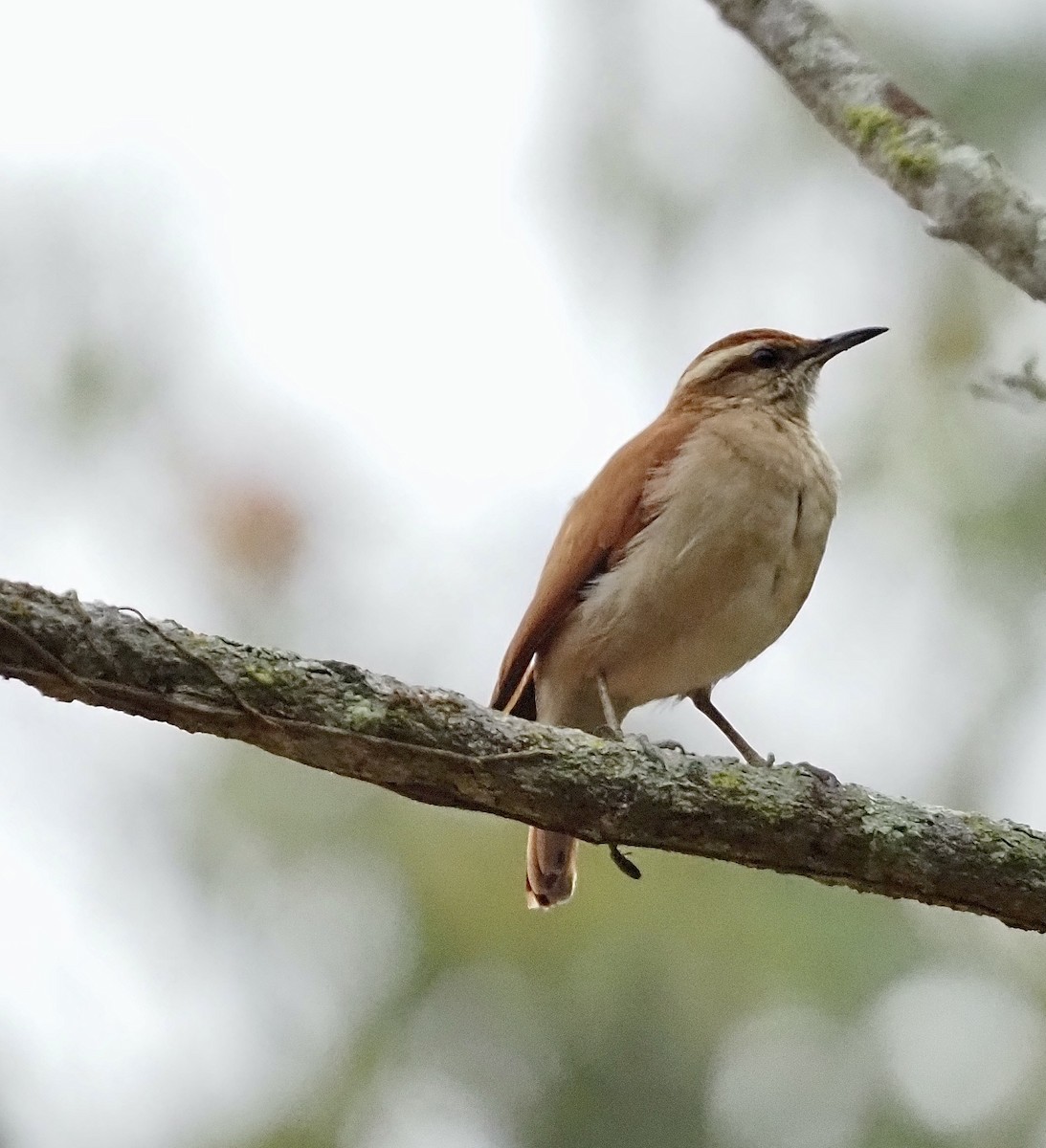 Pale-legged Hornero - Suzette Stitely