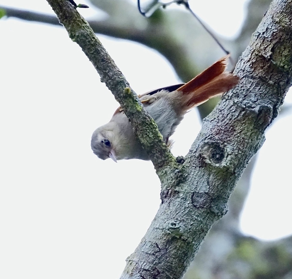 Gray-headed Spinetail - ML611316944