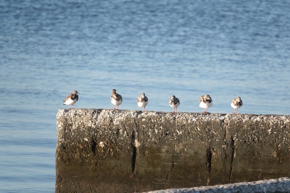 Ruddy Turnstone - ML611316946