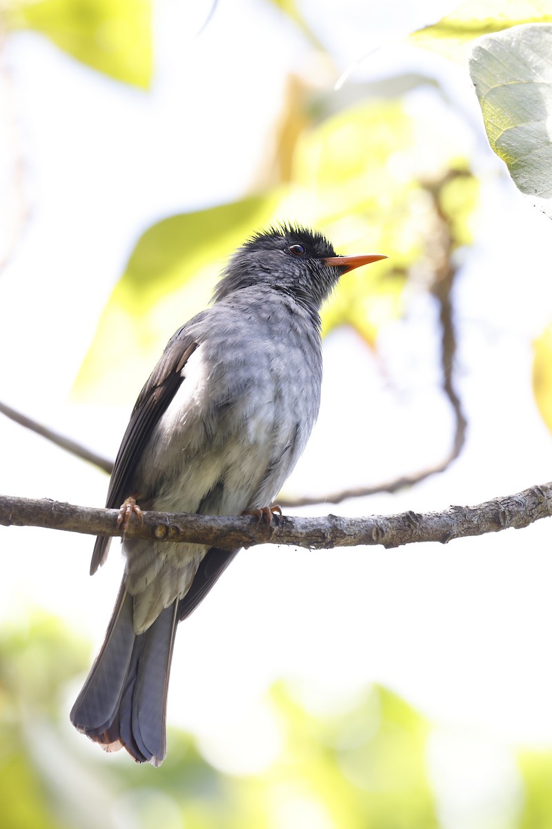 Malagasy Bulbul - Daniel Branch