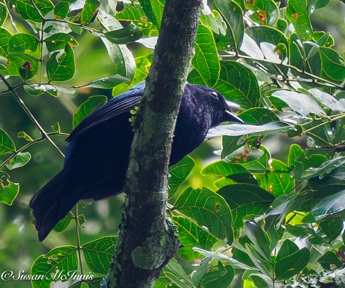 Purple-headed Starling - ML611317090