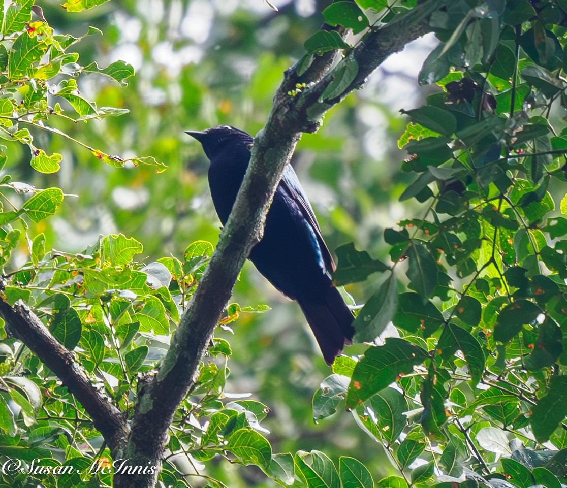 Purple-headed Starling - Susan Mac