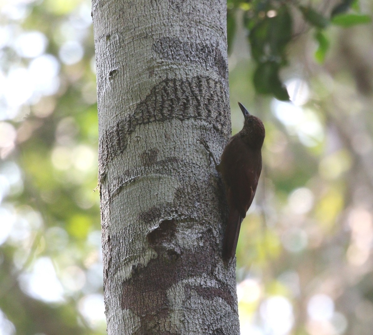 Hoffmanns's Woodcreeper - Richard Greenhalgh