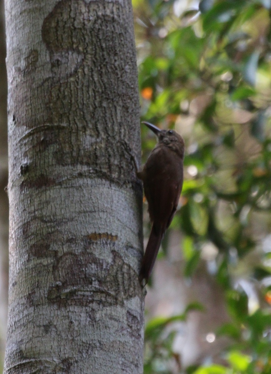 Hoffmanns's Woodcreeper - Richard Greenhalgh