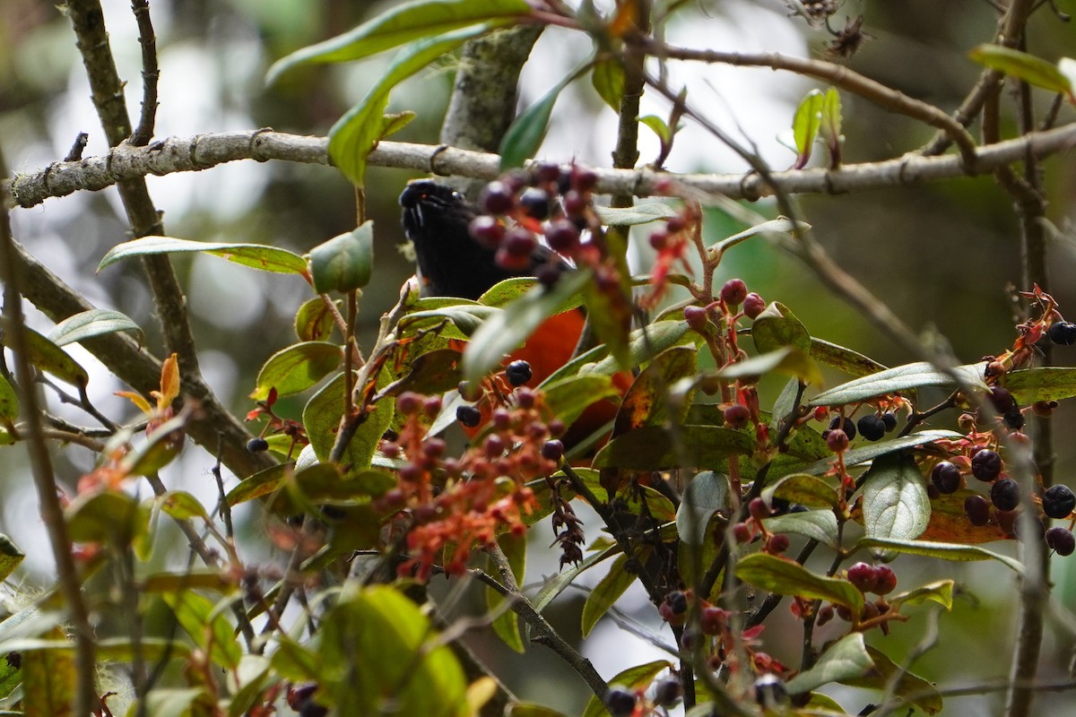 Scarlet-bellied Mountain Tanager - ML611317251
