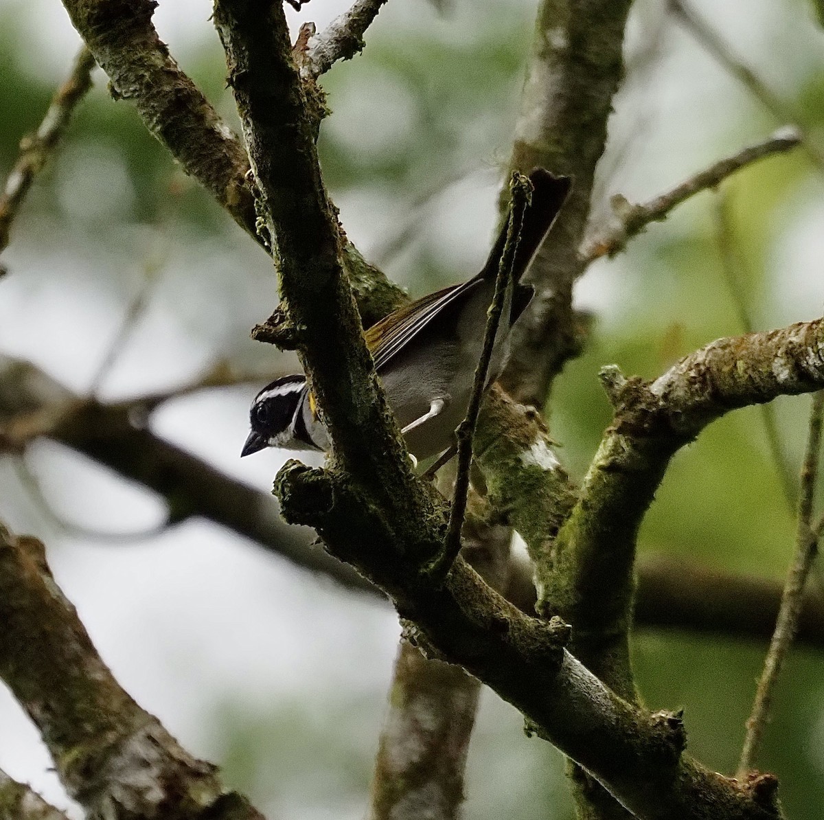 Pectoral Sparrow - Suzette Stitely