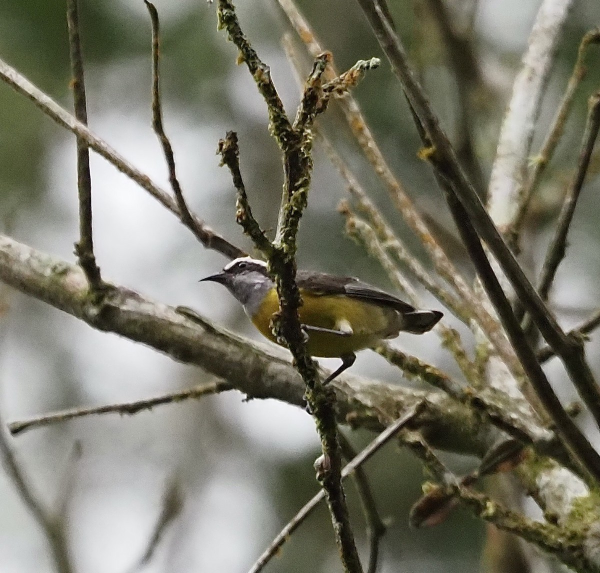 Bananaquit - Suzette Stitely