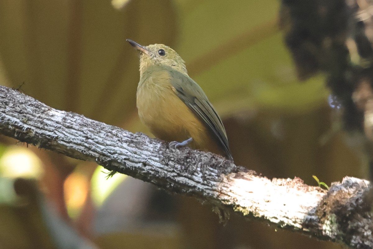 Sierra de Lema Flycatcher - Fabio Olmos